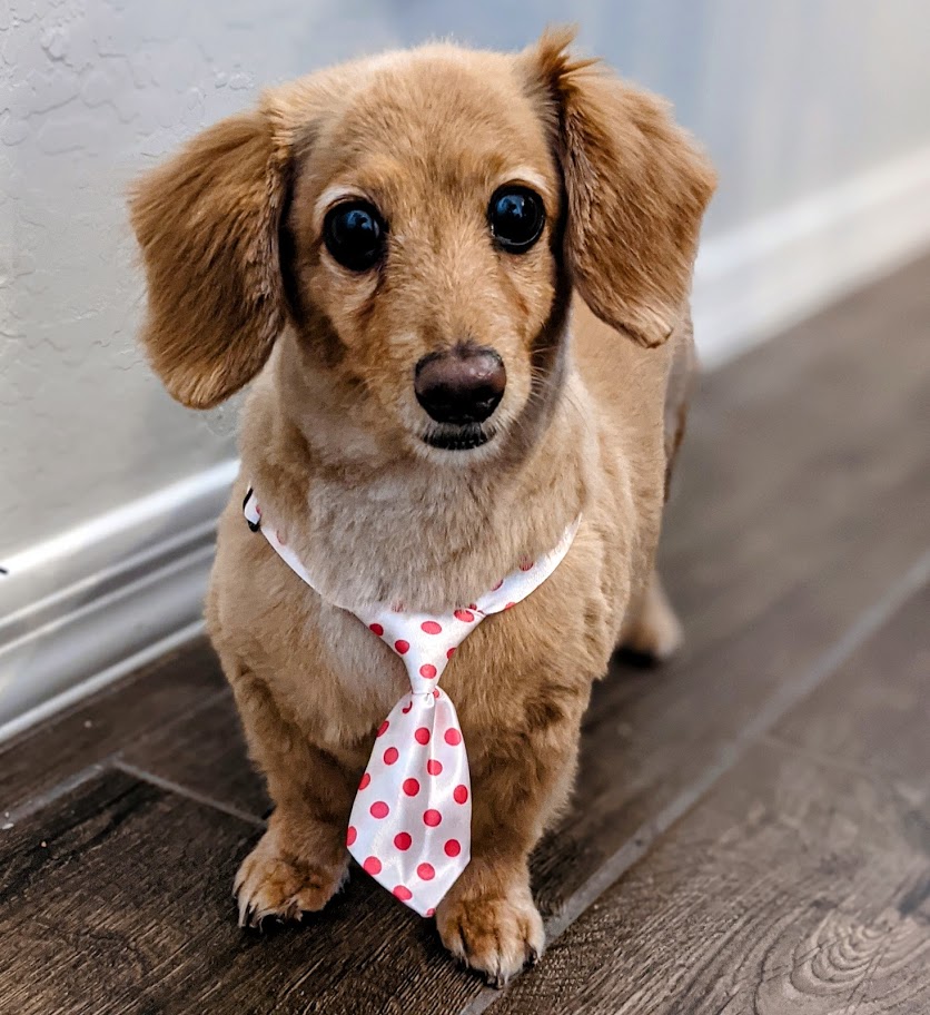 Photo of Darcy
